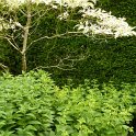 Aristolochia clematitis et Cornus alternifolia